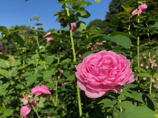 Pink roses on a sunny day