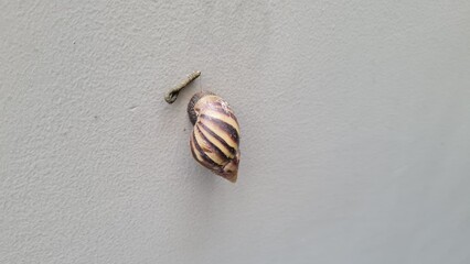 Snails on a gray wall. Horizontal image. There is snail excrement on it.