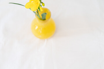 春のフリージアという花,一輪,黄色の花瓶,シンプル