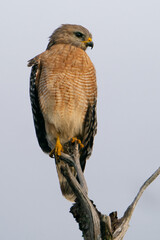 Red-shouldered Hawk