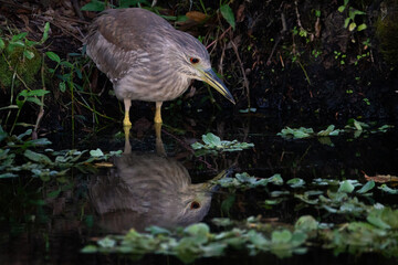 Juvenile Black-crowned Night Heron