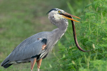 Great Blue Heron Eating a Swamp Eel.