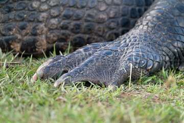 American Alligator Foot