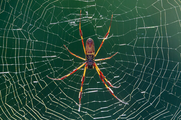 Golden Silk Orb Weaver