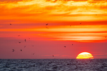 Sunrise with Orange Sky, Sun on Right with Seabirds