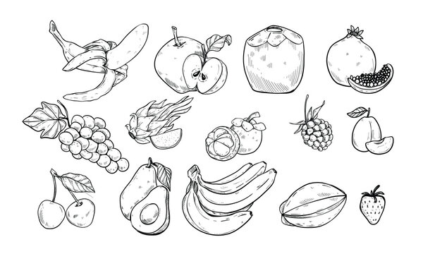 fresh fruit set handdrawn illustration engraving