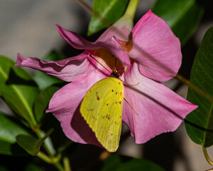 Cloudless Sulphur Butterfly on Pink Mandevilla Blossom