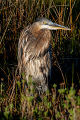 Great Blue Heron Basks in Morning Sun in Salt Marsh