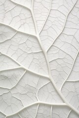 Detailed skeletal leaf veins on a white backdrop, perfect for botanical studies, nature-inspired designs, or educational graphics.