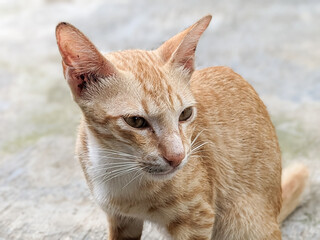 close up of orange cat
