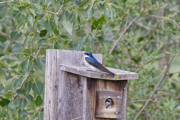 Tree Swallow on a Birdhouse
