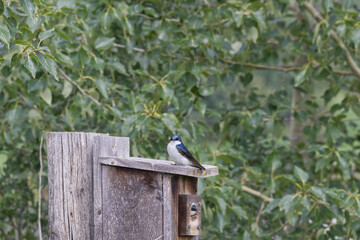 Tree Swallow on a Birdhouse