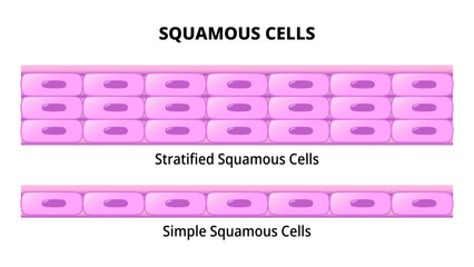 Squamous Cell - Simple Squamous Epithelium - Stratified Squamous Epithelium - Histology Medical Vector Illustration - obrazy, fototapety, plakaty