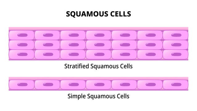 Squamous Cell - Simple Squamous Epithelium - Stratified Squamous Epithelium - Histology Medical Vector Illustration