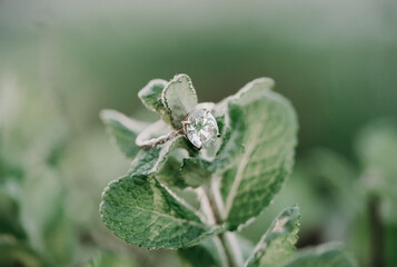 Engagement ring macro shot