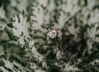 Engagement ring macro shot