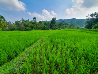Tranquil Countryside Landscape with Green Fields and Coconut Trees Under a Blue Sky.  Use for Agricultural concept or wallpaper. 