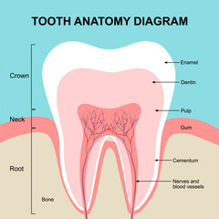 Tooth anatomy diagram in flat design vector. - obrazy, fototapety, plakaty
