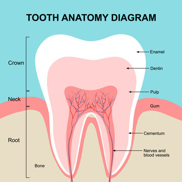 Tooth anatomy diagram in flat design vector.