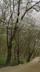 김포 장릉은 문화재인 전통 한옥과 정원이 있는 아름다운 봄 풍경입니다