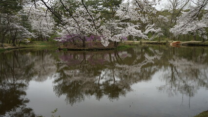 Fototapeta na wymiar 김포 장릉에는 문화재인 한옥집과 정원이 아름다게 꽃들이 피어 있는 정원입니다.