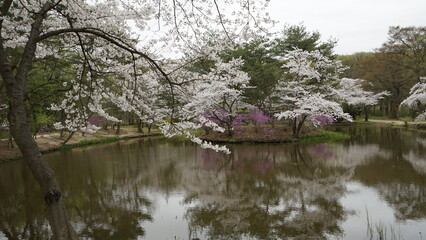 김포 장릉에는 문화재인 한옥집과 정원이 아름다게 꽃들이 피어 있는 정원입니다.