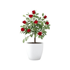 Eternal Elegance: Red Rose Tree in White Pot - Transparent Background Photo