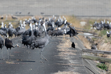 Obraz premium Hooded Cranes whooping