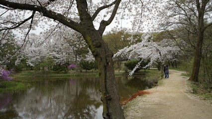 김포 장릉에는 전통 문화재인 한옥건축물과 정원이 아름답게 꽃들이 있는 풍경입니다