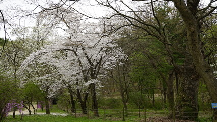 김포 장릉에는 전통 문화재인 한옥건축물과 정원이 아름답게 꽃들이 있는 풍경입니다