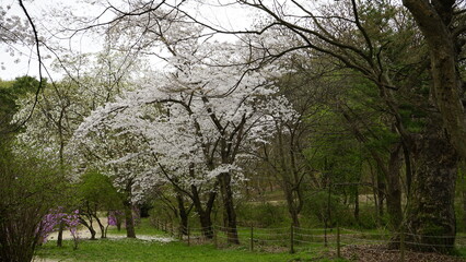 김포 장릉에는 전통 문화재인 한옥건축물과 정원이 아름답게 꽃들이 있는 풍경입니다