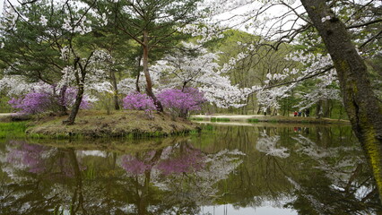 김포장릉에는 한옥 문화재건축과 봄풍경의 아름다운 꽃들과 연못이 있는 풍경입니다
