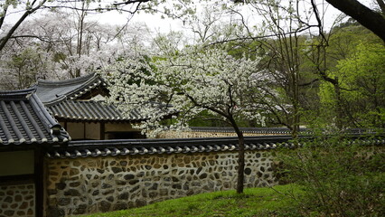 Fototapeta na wymiar 김포장릉에는 한옥 문화재건축과 봄풍경의 아름다운 꽃들과 연못이 있는 풍경입니다