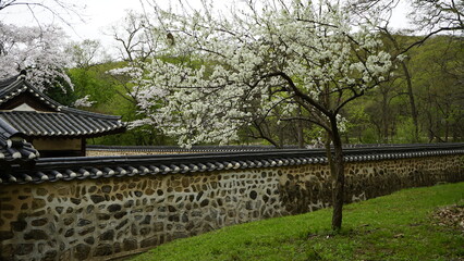 Fototapeta premium 김포 장릉에는 문화재인 정원과 한옥 건축물이 봄풍경과 함께 아름답게 꽃들이 피었습니다