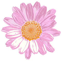 Colorful Pink Daisy