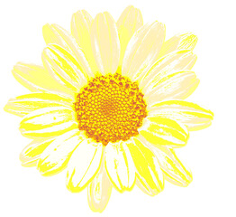Yellow Daisy 