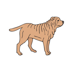 Vector hand drawn doodle sketch colored Shar Pei dog isolated on white background
