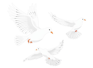 A free flying white dove isolated on transparent background