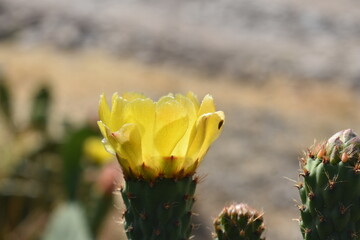 pricky pear flowers in desert