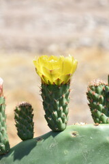 cactus in the desert
