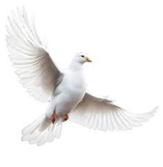 Obraz premium A free flying white dove isolated on transparent background