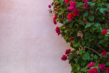Close up of Bougainvillea bush against beige stucco wall with copy space, background texture