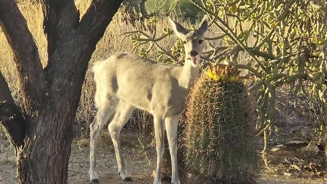 White tailed deer chewing on yellow barrel cactus fruit