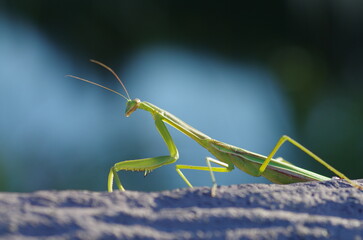 チョウセンカマキリ