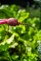 harvesting a beetroot in a home vegetable garden on a farm in australia. picking healthy veggies for lunch