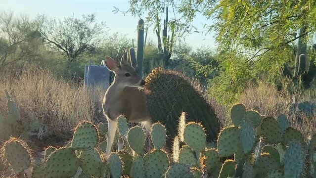 Whiskered deer chewing on yellow barrel cactus fruit