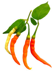 hot chilies peppers on Transparent