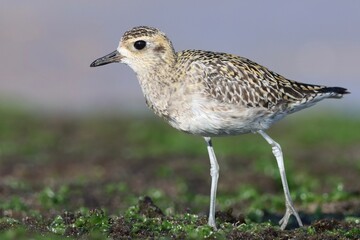 Brown bird standing on rock, in sunlight. 
