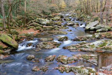 stream in the forest