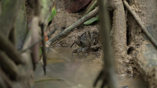 A crab was about to hide. The roots of a mangrove tree infested with crabs.